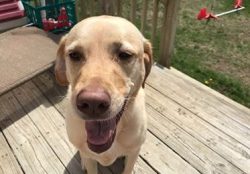 Ella – Happy Tails